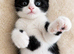 Oreo – Gorgeous Black and White British Shorthair Cross Kitten