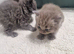 British short haired cross maine coon kittens for sale