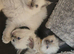 Ragdoll kittens *1 girl left*