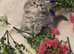 Beautiful Persian kittens ready now