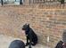 Top blood line cane corso puppies
