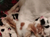 English springer spaniel cross foxhound