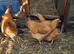 Warren pullets 16to18 weeks old