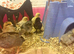 3 day old chicks