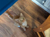 Female ginger cat ready in 3 weeks