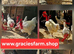 Transylvanian Naked Neck hatching eggs Only