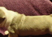 Stunning kc lilac Boston Terrier Puppy