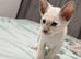 Cheeky Siamese Kittens