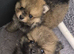 Pomeranian puppies