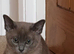 Burmese kittens