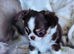 Chihuahua tiny girl from health tested mum