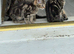 6 stunning kittens left