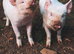 MIDDLE WHITE PIGLETS