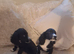 Gorgeous cocker spaniel puppies