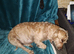 Poochon female
