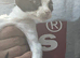 kitten
