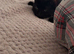 Kitten for sale
