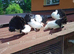 BLACK TAIL MARKED FANTAIL DOVES/PIGEONS