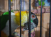 Gorgeous tame BH Caique