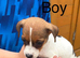 We have 4 beautiful miniature jack russell puppies