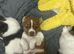 Jack Russell x