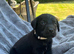 Adorable KC Labrador puppies for sale
