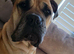 Mastiff Bordeaux hybrid Puppies