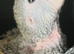 Cuddly hand reared baby Panama Amazon parrots