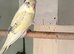 Baby budgie