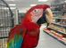 Hand Reared Stunning Greenwinged Macaw