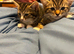 BENGAL X KITTENS / READY TO LEAVE NOW
