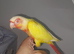Beautiful hand reared tame conure