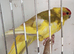 Kakariki cinnamon pied hen