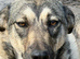 MEET NELL – AN EXCEPTIONALLY GENTLE GIRL DREAMING OF A FAMILY
