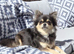 Longhaired Chihuahua boys - Rare Wolf Sable Coat