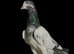 Pakistani Teddy Pigeons highflying