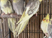 BEAUTIFUL Cockatiels FOR SALE