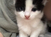 3 beautiful kittens