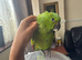 yellow naped amazon baby 1 left