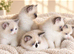 Ragdoll Cross