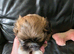Lhasa apso pups 3 boys 1 girl