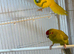 Breeding pair of kakarikis