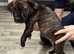 5 american bulldog x presa canario puppies for sale