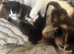 Kittens available 9wks