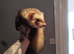 Hob ferret 16months old