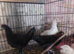 Chickens 11 weeks