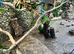 Re Home your unwanted birds.  Finches/ Parrots