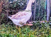2 x Dewlap Toulouse Ganders