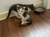 2 girls still looking for homes.