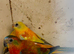 Baby red rumpd parrot for sale
